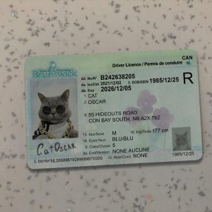 Canada New Brunswick Driver License Template