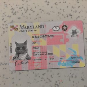 Maryland Driver License Template